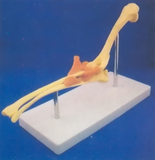 HEALTH ELBOW JOINT MODEL W/PLASTIC STAND